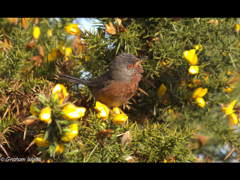 Dartford Warbler